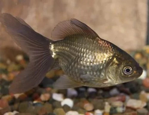 Bronze Fantail Goldfish - Fishly