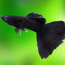 Full Black Guppy (Trio)
