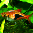 Harlequin Rasbora - Fishly