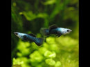 Panda Guppy Trio - Fishly