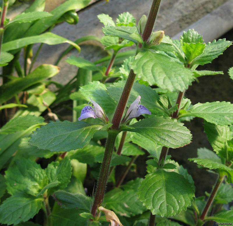 Water Wisteria (Hygrophila Difformis ) - Fishly