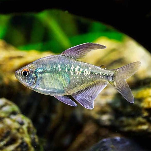 Diamond Tetra - Fishly