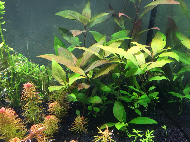 Cherry Leaf (Hygrophila Corymbosa) - Fishly