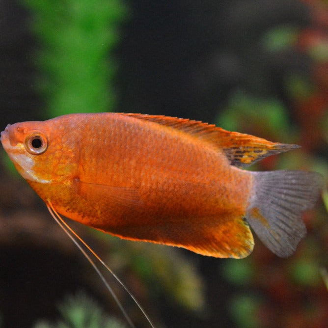 Orange Thick Lipped Gourami - Fishly