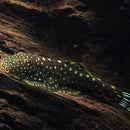 Borneo Sucker - Hillstream Loach - Fishly