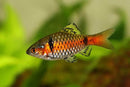 Odessa Red Striped Barb