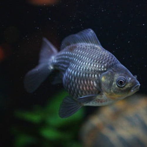 Blue Fantail Goldfish - Fishly