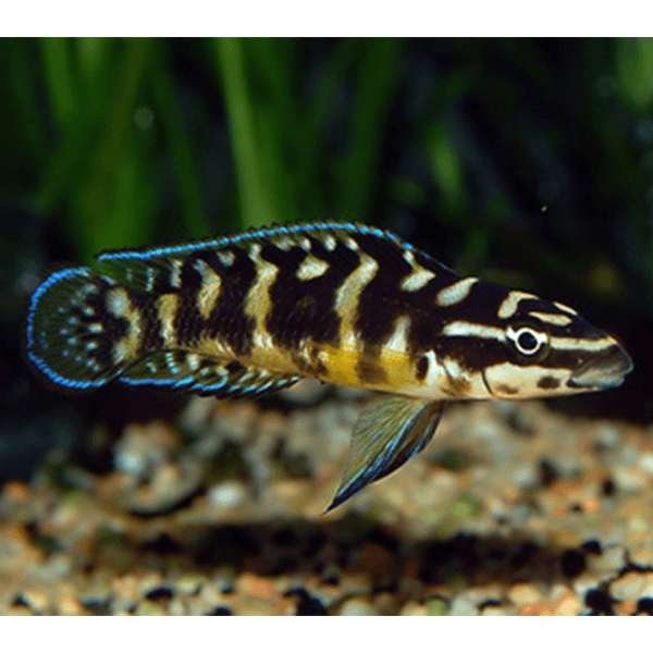 Julidochromis Transcriptus - Fishly