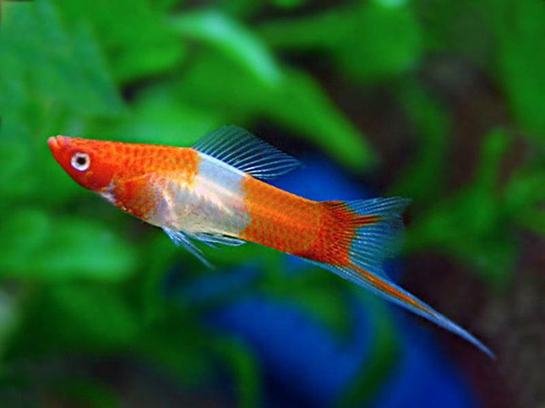 Koi Swordtail - Fishly