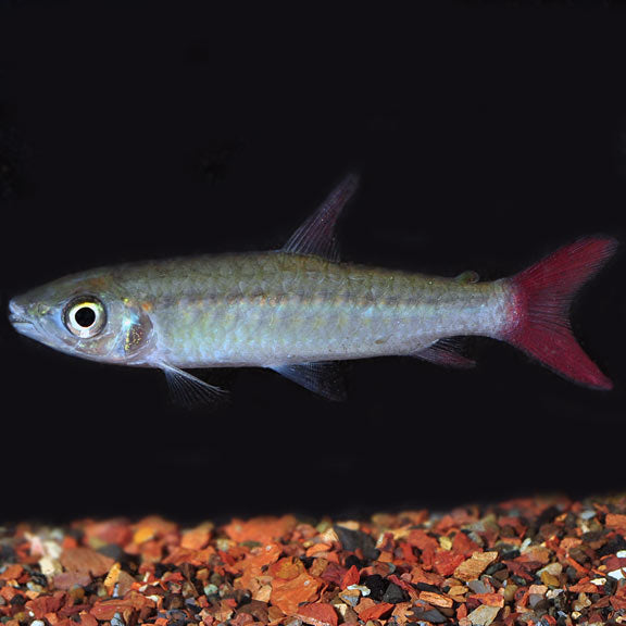 Pink Tail Chalceus - Fishly