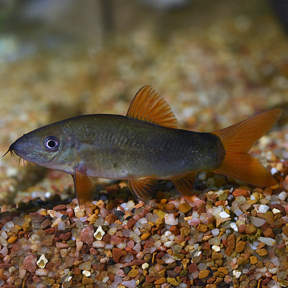 Redtail Loach - Fishly