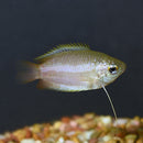 Wild Type Honey Dwarf Gourami - Fishly