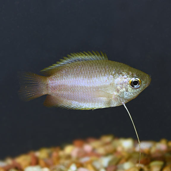 Wild Type Honey Dwarf Gourami - Fishly