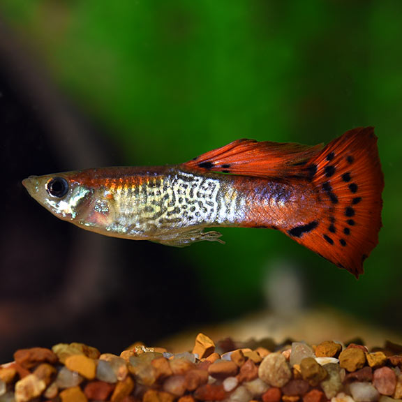 Red Cobra Guppy - Fishly
