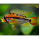 Apistogramma Macmasteri - Fishly