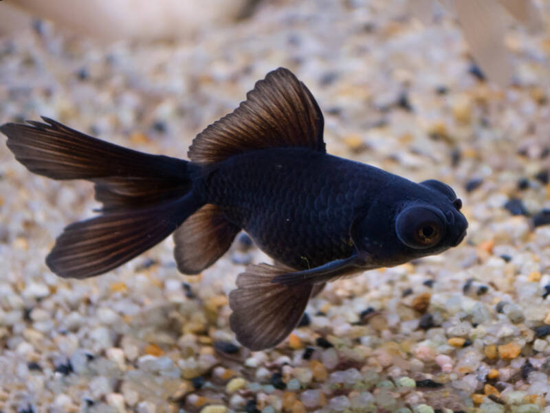 Black Moor Goldfish - Fishly