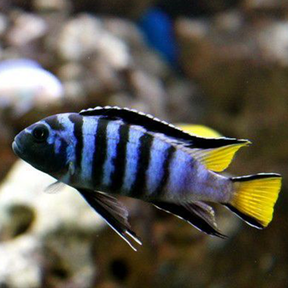 Mpanga Cichlid - Fishly