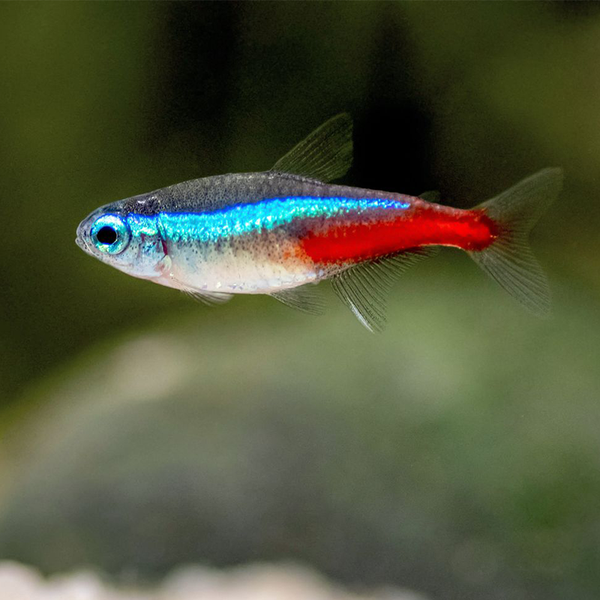 Neon Tetra