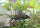 Feather Fin Synodontis - Fishly