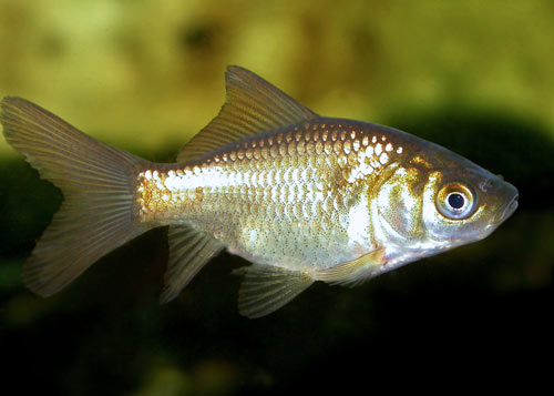 Bronze Goldfish - Fishly