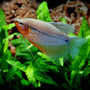 Pearl Gourami