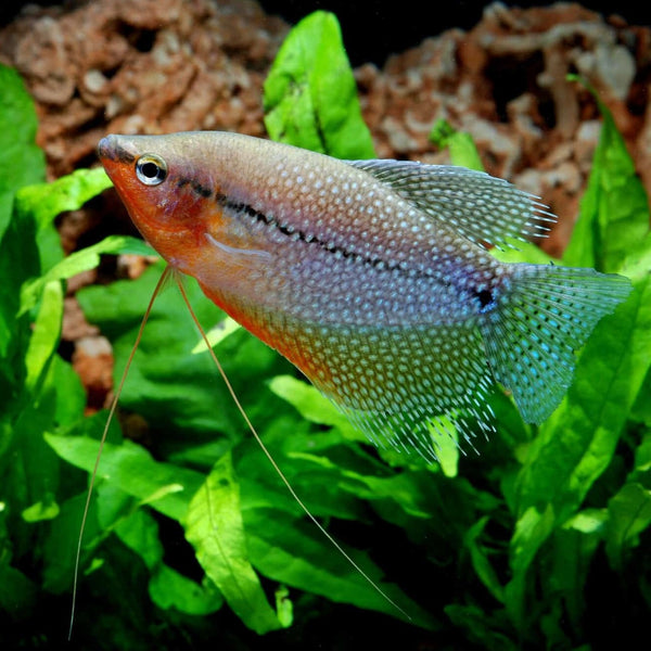 Pearl Gourami