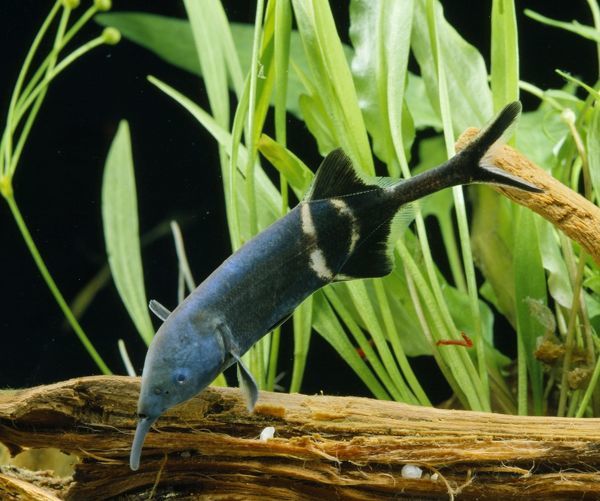 Peters Elephant Nose - Fishly