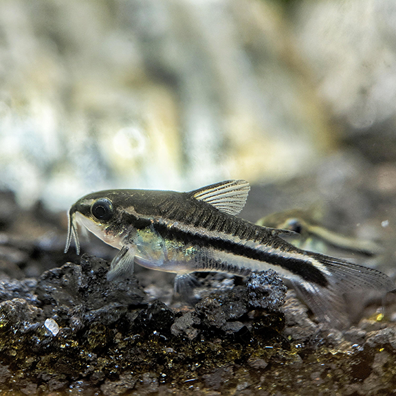 Pygmy Cory - Fishly