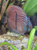Blue Heckel Discus (Wild Caught)