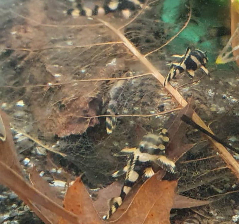 Butterfly Pleco (L168)