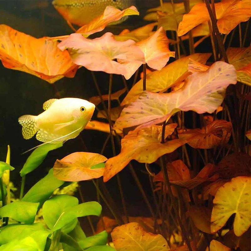 Dwarf Aquarium Lily (Nymphaea Stellata)