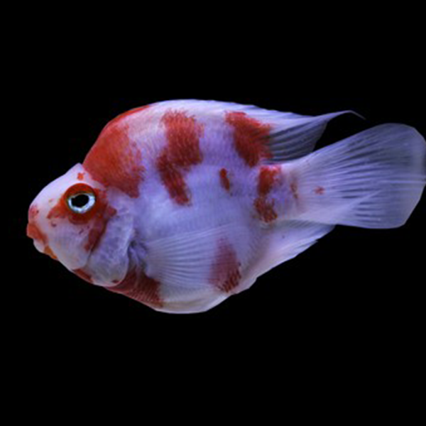 Red & White Parrot Cichlid - Fishly