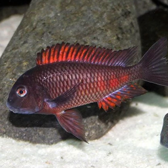 Tropheus Moliro Firefox - Fishly