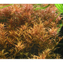 Dwarf Rotala (Rotala Rotundifolia) - Fishly