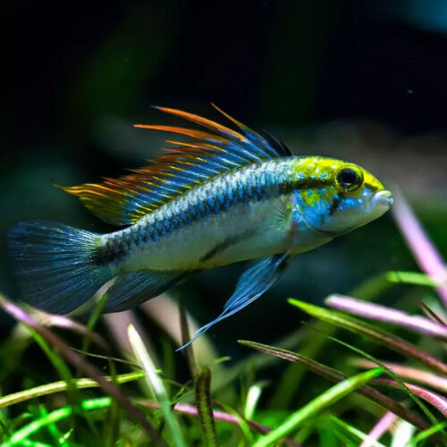 Apistogramma Trifasciata - Fishly