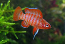 Rainbow Badis (Dario Dario) - Fishly