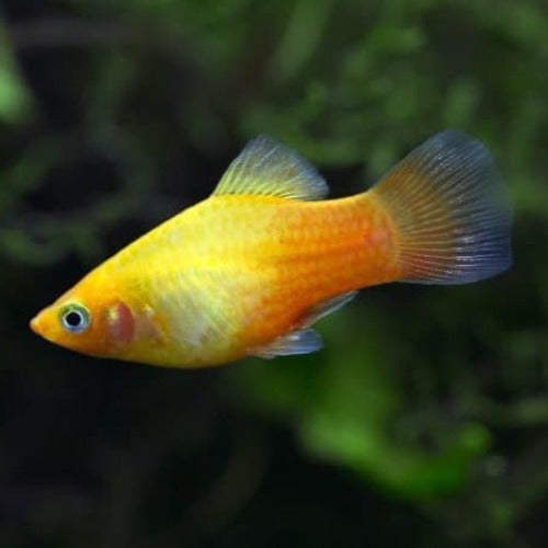 Yellow Platy - Fishly
