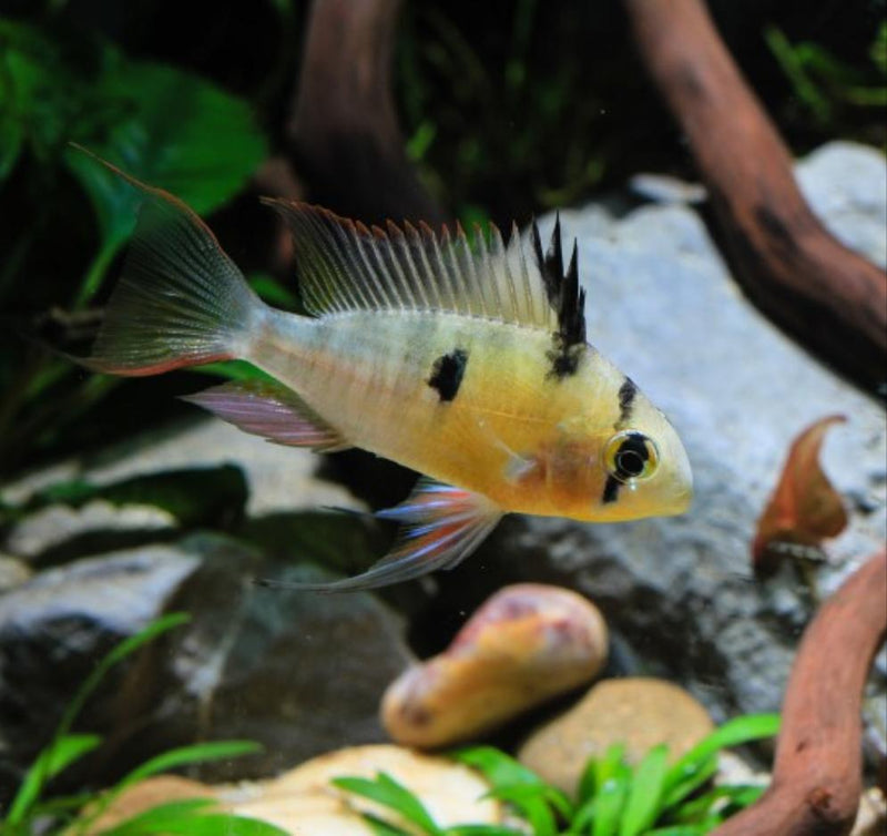 Bolivian Butterfly Ram