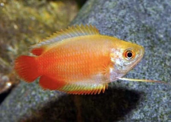 Sunset Honey Dwarf Gourami - Fishly