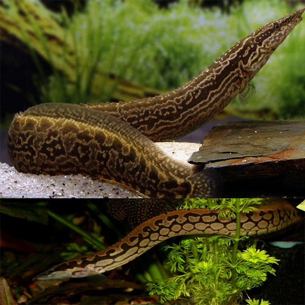 Tyre Track Eel - Fishly