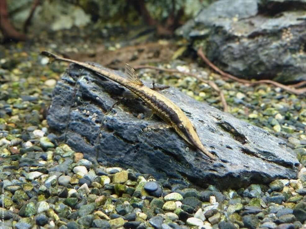 Long Nose Twig Catfish