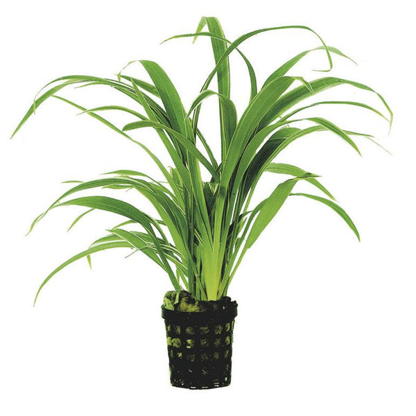 Spider Plant (Chlorophytum Bicthetti)