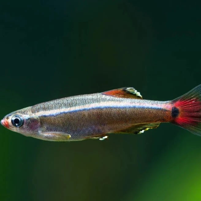 White Cloud Mountain Minnow