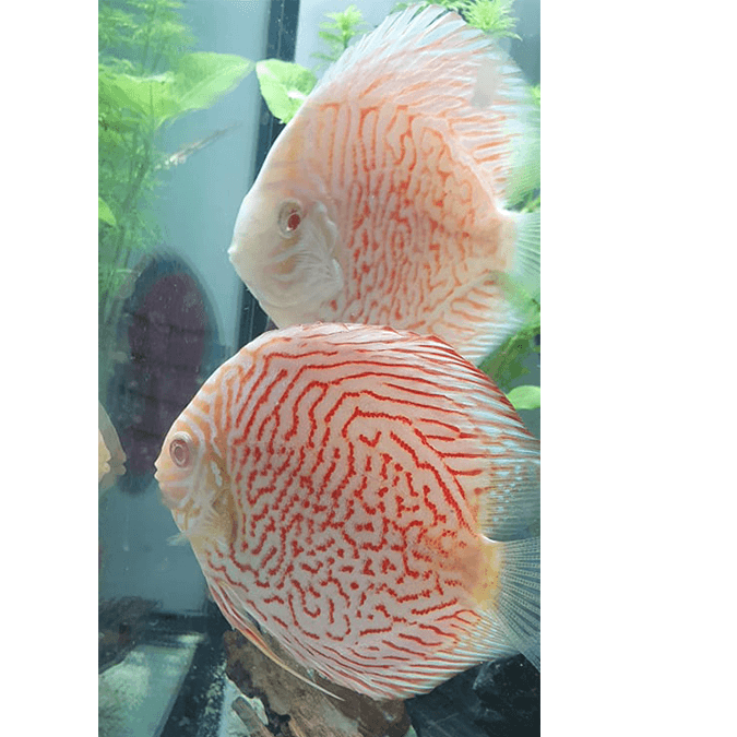 Albino Tiger Discus - Fishly