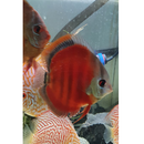 Rose Red Discus - Fishly