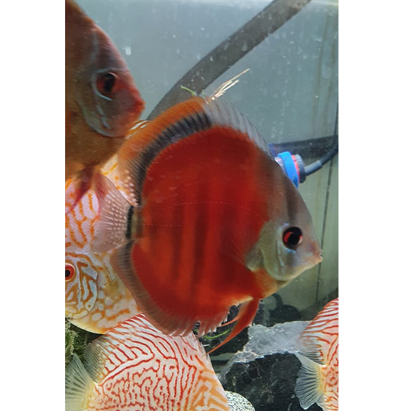 Rose Red Discus - Fishly