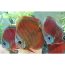 Rose Red Discus - Fishly