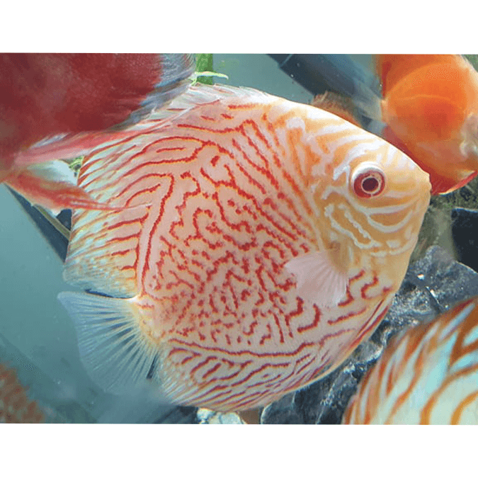 Albino Tiger Discus - Fishly