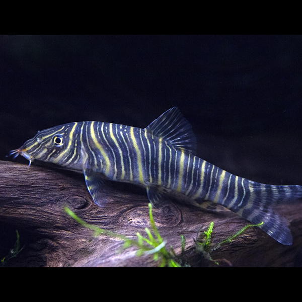 Zebra Loach - Fishly